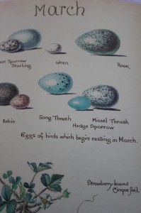 Shabby chic vintage bird picture eggs Easter 00394