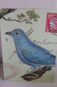 Shabby chic vintage bird picture postcard 00455