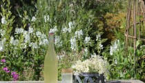 Best and Easiest Elderflower Cordial Recipe